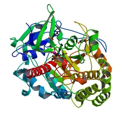 Enzyme Activity Measurement of Glucose 1-Dehydrogenase (FAD, quinone) 